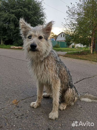 Собака в добрые руки хаски