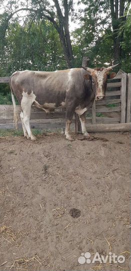 Племенной бык