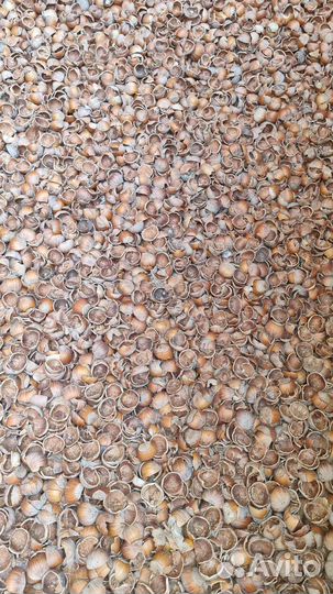 Скорлупа фундука