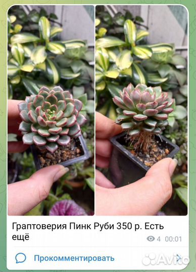 Эхеверия