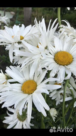 Хризантемма,хоста,ромашка