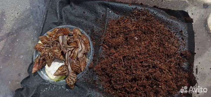 Улитята Ахатины иммакулята