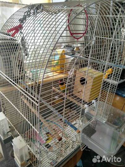 Попугай неразлучник