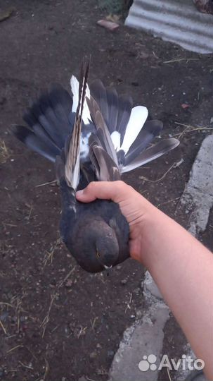 Николаевские голуби