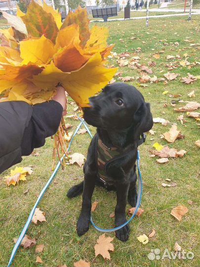 Передержка грызунов, выгул собак