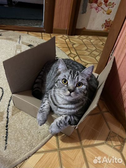 Отдам кота в добрые руки