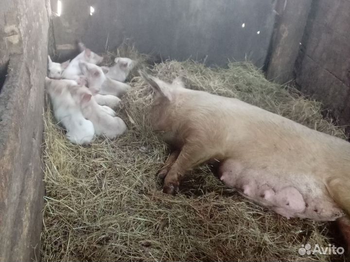 Поросята бронь