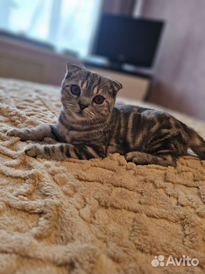 Отдам котика в добрые руки