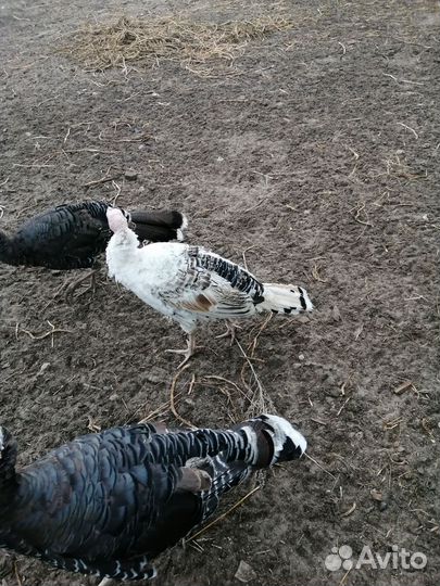 Куры молодки