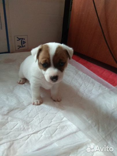 Джек расл терьер щенки