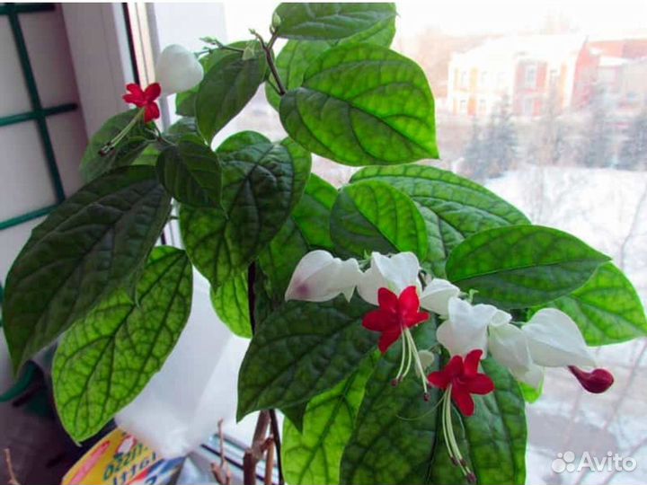 Клеродендрум томсонарастение