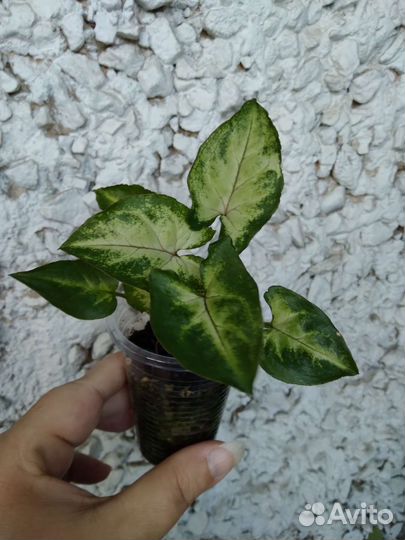 Сингониум Орм мани, комнатные растения