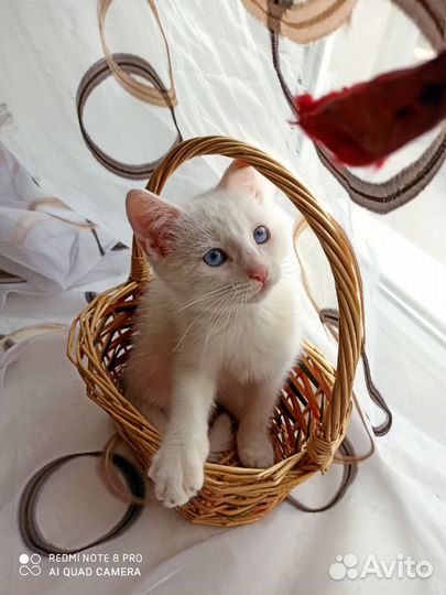 Передержка кошек и маленьких собак