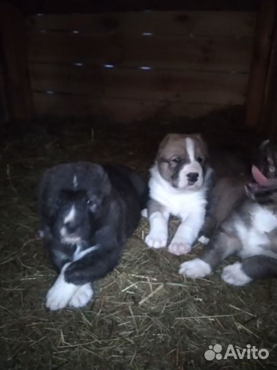 Щенки алабая