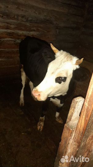 Корова телка