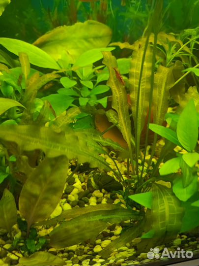 Аквариумное растение