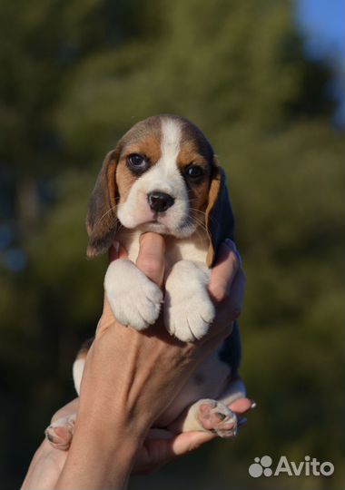 Бигль щенки