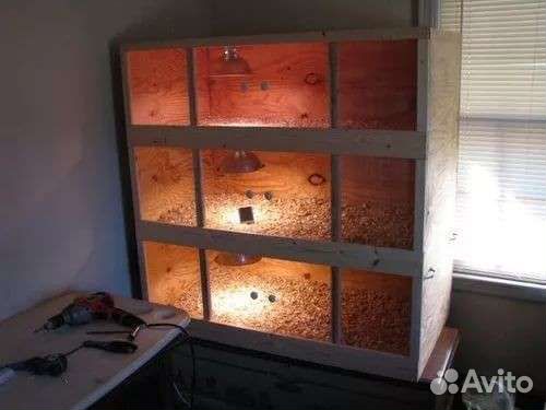 Брудеры для цыплят