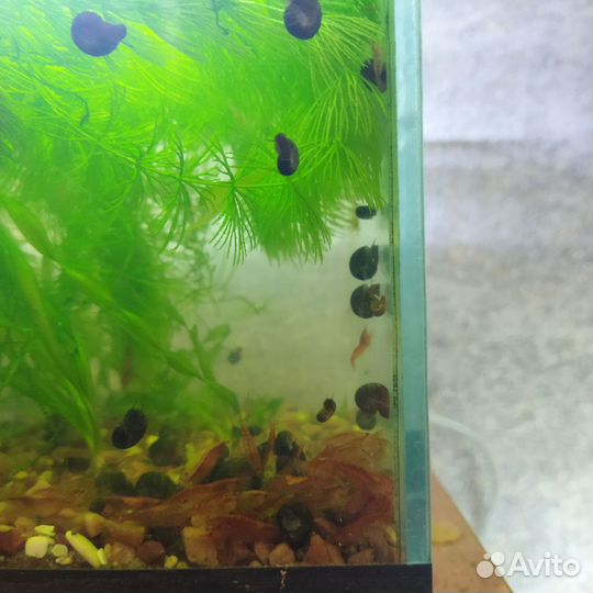 Аквариумные креветки красный огонь