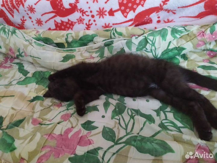 Котёночек в добрые руки