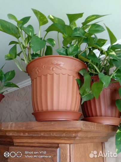 Сциндапсус