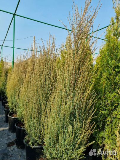 Туя смарагд