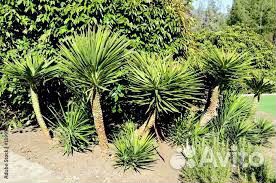 Агавы и пальмы