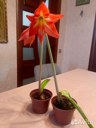 Гиппеаструм