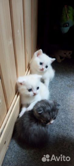 Шотланские вислоухие котята