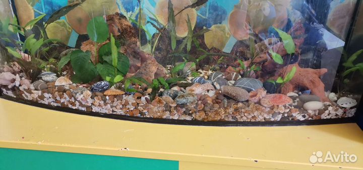 Аквариум 100 литров
