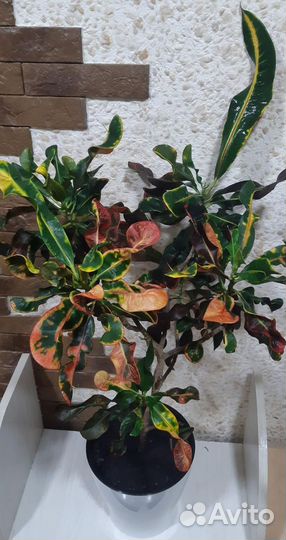 Кодиеум кротон