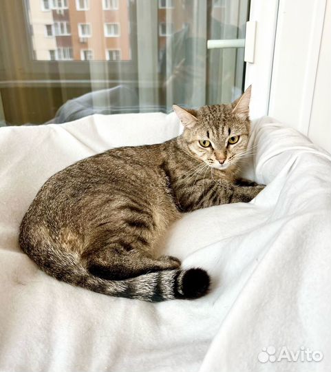 Необыкновенно яркий котик Шелдон в добрые руки