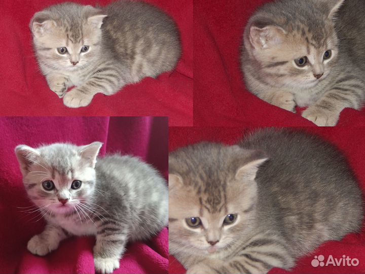 Шотландские котята