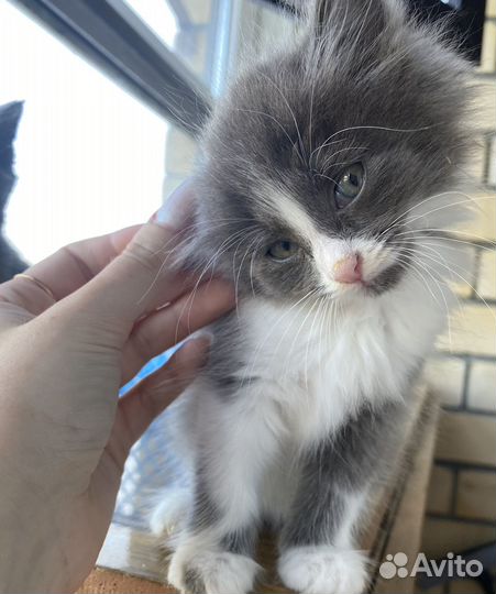 Котенок девочка в добрые руки