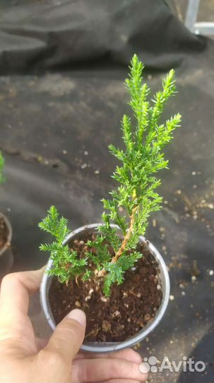 Можжевельник принц Уэльский