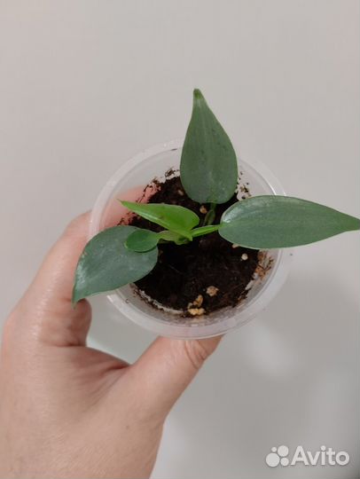 Филодендрон