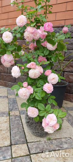 Роза Букет парфе