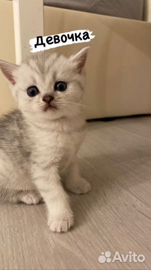 Шотландская вислоухая шиншилла