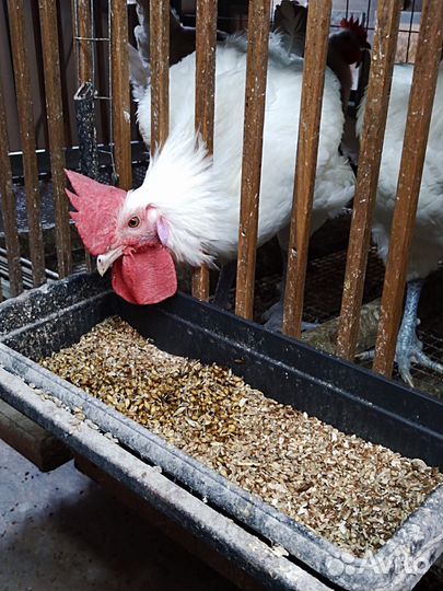 Петушки Брестская