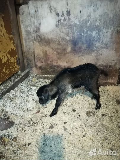 Чешские козлята