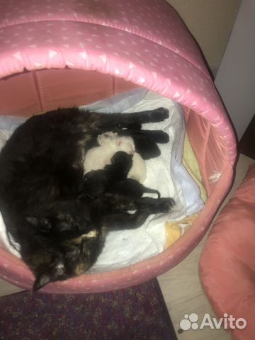 Отдадим в хорошие руки котят