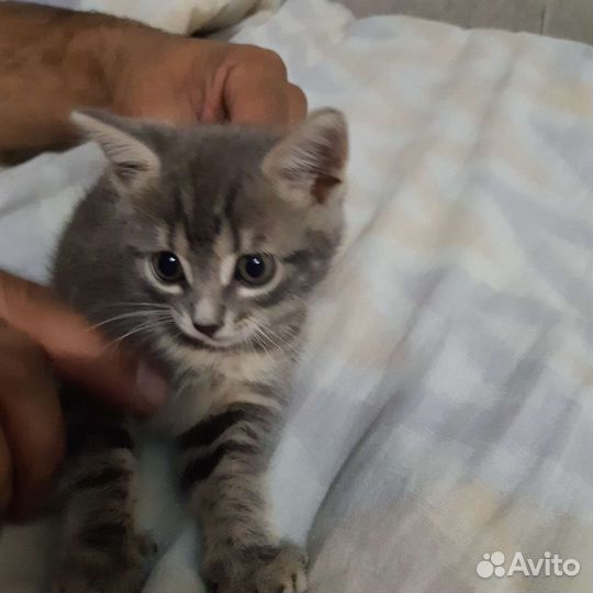 Котенок в дар бесплатно