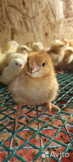 Цыплята кур несушек