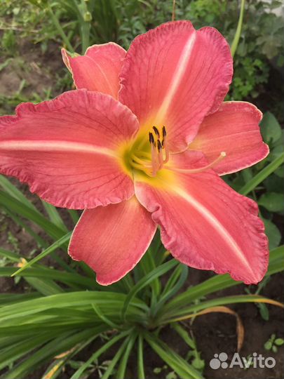 Многолетники. Лилейники