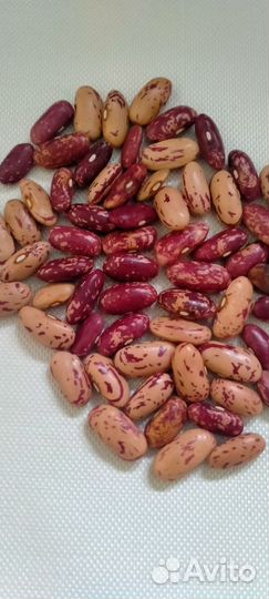 Фасоль для посадки