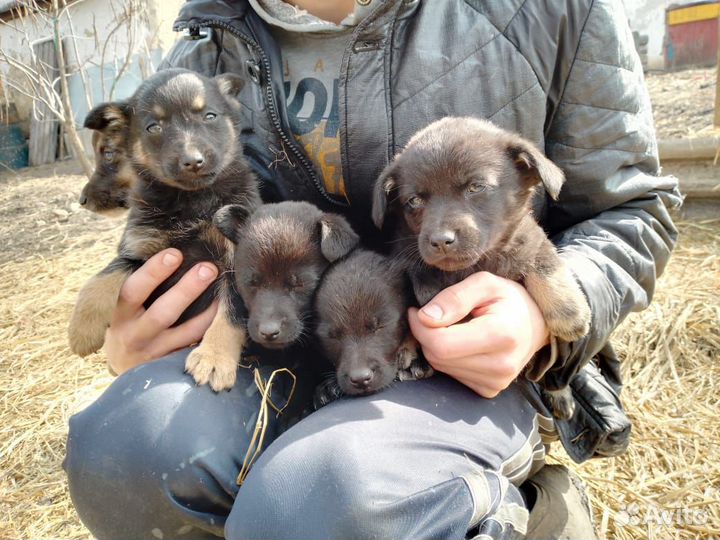 Отдам щенков в добрые руки
