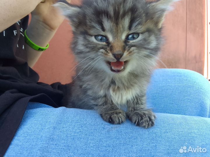 Котята в добрые руки (девочки)