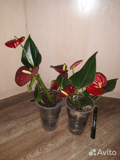 Цветущие антуриумы