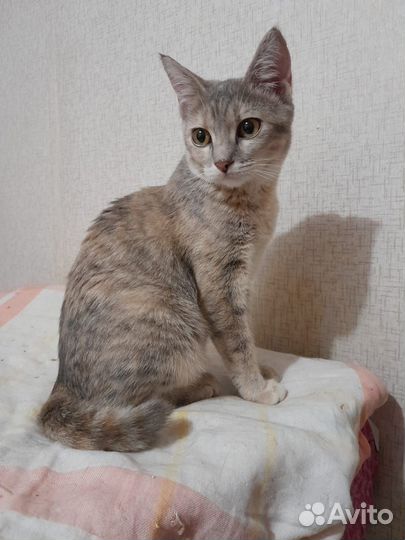 Кошечка в добрые руки