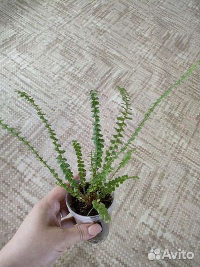 Нефролепис Кардифолия Даффи (сердцелистный)